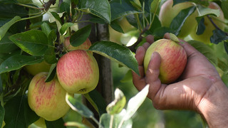 Äpfel grillen: Die leckersten Rezepte mit dem Obst