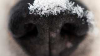 Hund erschrickt sich vor Böller und steigt in Zug