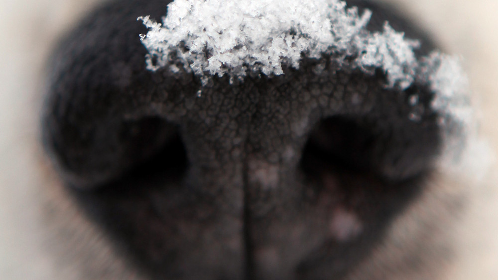 In Lollar hat sich ein Hund aus Angst vor der Silvester-Böllerei in einem Zug versteckt (Symbolbild). 