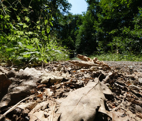 Waldbrandgefahr in Hessen steigt durch Trockenheit