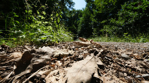 Waldbrandgefahr in Hessen steigt durch Trockenheit