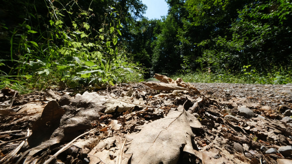 Vertrocknete Blätter liegen auf dem Boden in einem Wald.