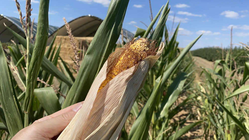 Maislabyrinth am Edersee Vöhl-Basdorf