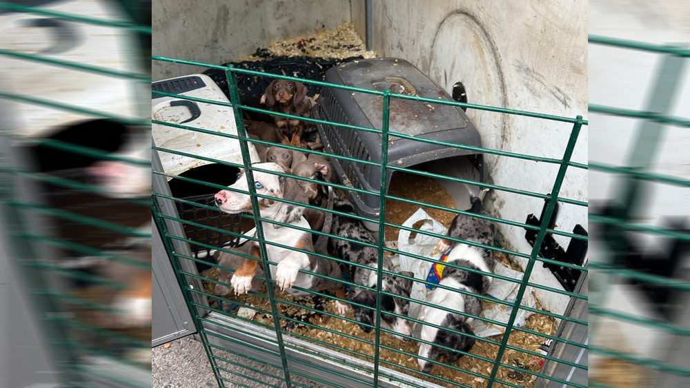 Die Hunde wurden beschlagnahmt und werden jetzt im Tierheim gepäppelt. 