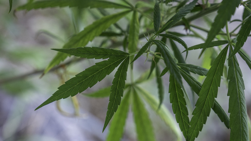 Cannabispflanze