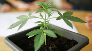 Cannabis-Clubs dürfen Lizenz beantragen