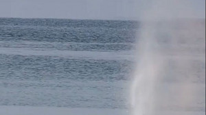 Wal strandet in Ostsee – warum verirren sich die Riesen immer wieder?