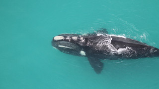 Abkommen zum Schutz der Meere: UN-Mitgliedsstaaten haben sich geeinigt
