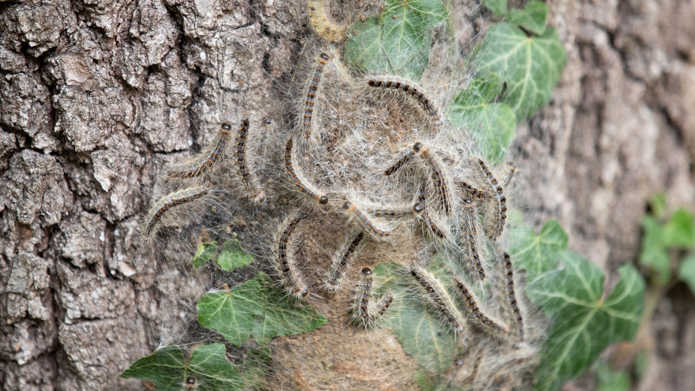 Auf dem Foto sind Eichenprozessionsspinner auf einem Baumstamm zu sehen.