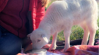 Kita-Kinder der Lebenshilfe ziehen kleines Lamm in Großen-Buseck los