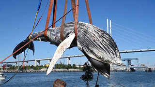 Toter Buckelwal aus dem Wasser gehievt – so geht es weiter