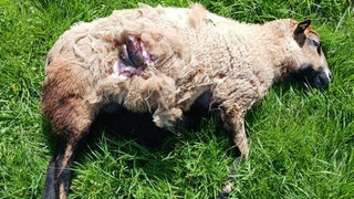Schafhalter frustriert: Greifensteiner Wölfe im Jagdfieber