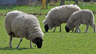 Zu Ehren des Rhön-Maskottchens: Die Rhönschaf-Genießerwochen