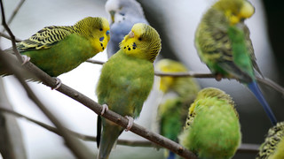 Wegen Vogelgrippeausbruch: Stallpflicht für Vögel im Tierpark Sababurg
