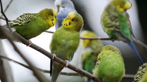 Wegen Vogelgrippeausbruch: Stallpflicht für Vögel im Tierpark Sababurg