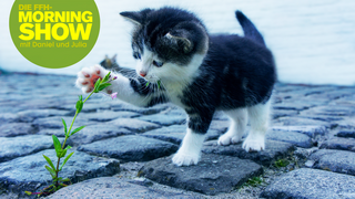 9 Gründe, warum man Katzen lieben muss