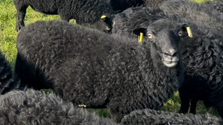 Modautal: Schaf von gemeinnützigem Verein geklaut