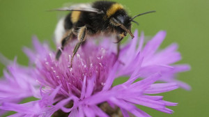 Aktivisten feiern: Umstrittenes Pestizid in Frankreich vorerst gestoppt