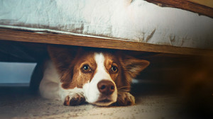 So kommen Vierbeiner gut ins neue Jahr