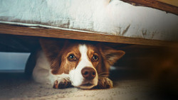 So kommen Vierbeiner gut ins neue Jahr