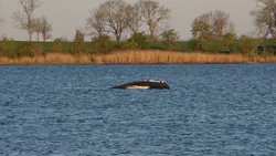 Chaos bei der Walrettung: Team kämpft mit Ausfällen