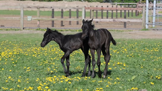 Doppeltes Glück an der Ostsee: Pferde-Zwillinge sorgen für Frühlingsgefühle 