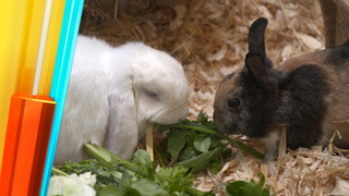 Süß aber anspruchsvoll? Kaninchen im Haustier-Check