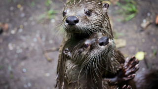 Hersfeld-Rotenburg: Fischotter getötet und Biberdämme zerstört