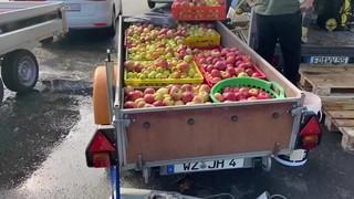 Apfelernte 2022 läuft gut - viele Hessen keltern selbst