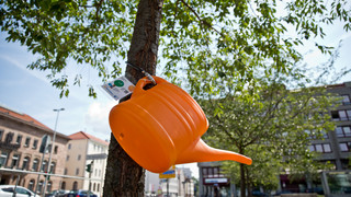 Tag der Gießkanne am 4. Juli: Stadtbäumen eine Wasserladung schenken