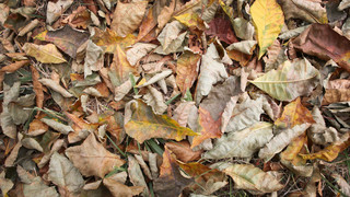 Laub entsorgen: So wirst du das Laub aus dem Garten los