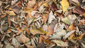 Laub entsorgen: So wirst du das Laub aus dem Garten los