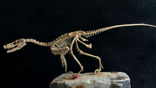 Neue Dino-Modelle in Frankfurter Museum klären Filmfehler auf