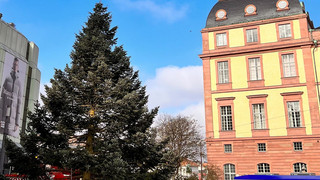 Große Weihnachtsbäume in Darmstadt kommen 2024 aus Wald-Michelbach