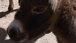 Eltern nur 80 Zentimeter groß: Eselfohlen im «Zoo der Minis»