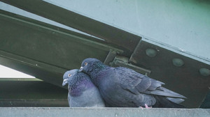 Stadt Frankfurt prüft Sterilisation von Stadttauben