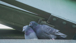 Stadt Frankfurt prüft Sterilisation von Stadttauben