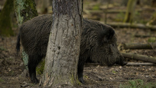 Afrikanische Schweinepest: Vorsicht bei Lebensmitteln aus dem Urlaub