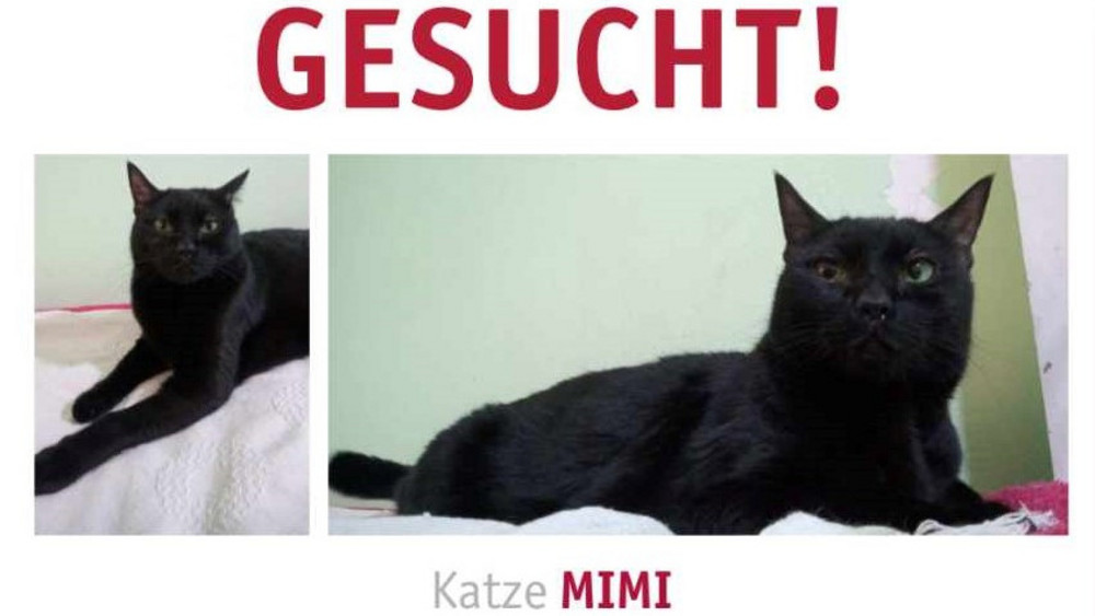 Gesucht: Die Katze Mimi am Frankfurter Flughafen