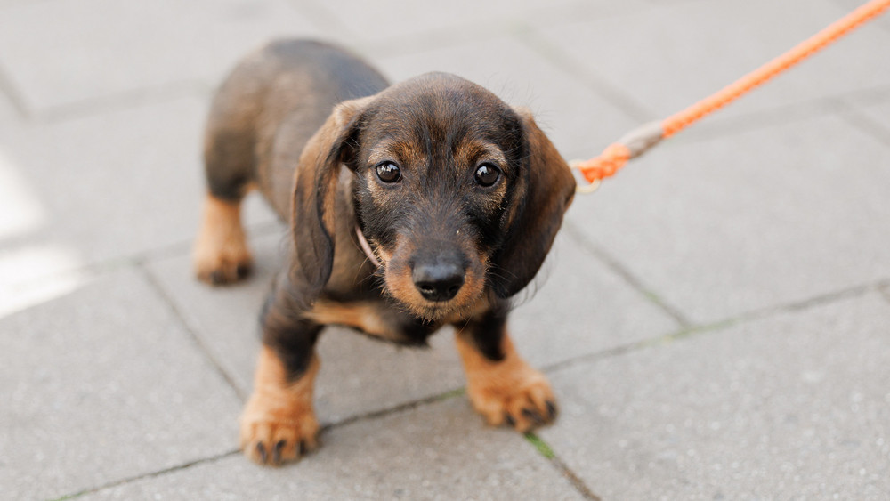 Die Stadt Hünfeld schätzt, dass etwa jeder zehnte Hund in ihrem Gebiet nicht angemeldet ist. ((süßes) Symbolbild)