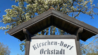 50.000 Kirschbäume in Ockstadt: Wanderung durch die Plantagen