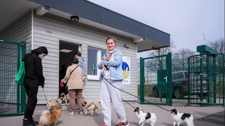 Tierambulanz für Haustiere aus der Ukraine in Gießen