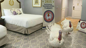 VIPs im Federkleid: Truthähne erwarten Begnadigung durch Trump