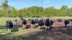 233 Tiere geklaut: Rinderdiebstahl in Brandenburg