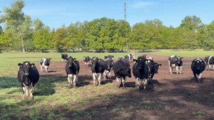 233 Tiere geklaut: Rinderdiebstahl in Brandenburg