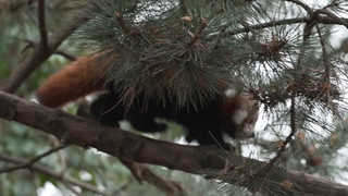 Zoo Leipzig: Rote-Panda-Zwillinge heißen «Maya» und «Tashi»