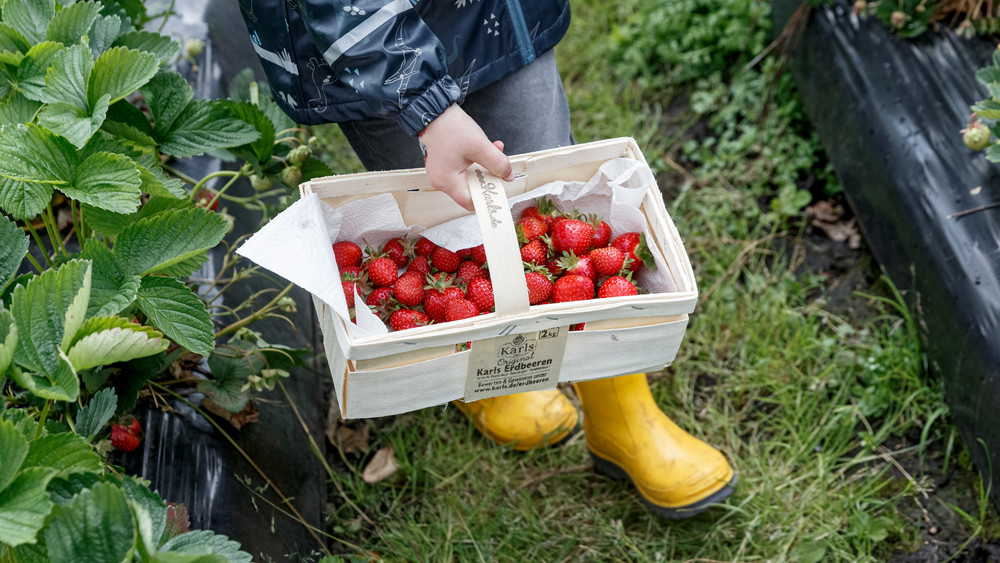 Die Devise beim Erdbeeren selbst Pflücken: Das Rote muss ins Körbchen! (Symbolbild)