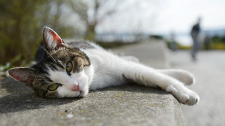 Kriminelle machen in Mörfelden-Walldorf Beute mit Katzentrick