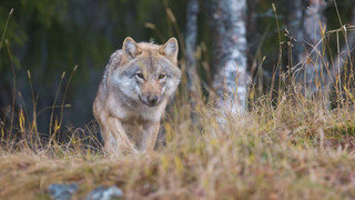 Bundestag will Weidetiere schützen: Abschuss von Wölfen erleichtert
