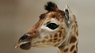 Die süßesten Giraffen-Babys in Zoos weltweit